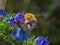 Close-up of Western honey bee extracting nectar from blue viper`s bugloss flowers