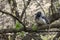 Close up of the western jackdaw Coloeus monedula, Eurasian jackdaw, European jackdaw, jackdaw sitting on a branch of a tree
