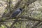 Close up of the western jackdaw Coloeus monedula, Eurasian jackdaw, European jackdaw, jackdaw sitting on a branch of a tree