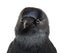 Close-up Western Jackdaw, Corvus monedula, or Eurasian Jackdaw