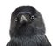 Close-up Western Jackdaw, Corvus monedula, (or Eurasian Jackdaw, or European Jackdaw or simply Jackdaw) against white background