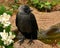 Close up of Western jackdaw, Corvus monedula juvenile