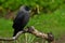 Close up of Western jackdaw, Corvus monedula juvenile