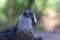 A close up of a western osprey Pandion haliaetus; the sea hawk, river hawk, or fish hawk