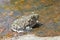 Close up of western spadefoot toad Spea hammondii