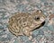 Close up of western spadefoot toad Spea hammondii on road at night