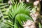 Close up of  Western Swordfern Polystichum munitum growing in the woods of Santa Cruz Mountains, California