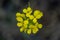 Close Up of Western Wallflower Blooming Bright Yellow