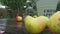 Close up of wet apples on a garden table fresh apples bucket