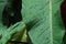 Close up wet arrowhead plant or syngonium podophyllum leaves in rainforest garden, abstract beautiful natural background