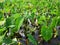 Close-up of Wet Kalo Taro Field on Windward Oahu