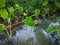 Close-up of Wet Kalo Taro Field on Windward Oahu