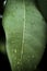 Close up of wet longan berry tree leaf