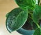 Close up of wet Philodendron flower at home garden