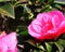 A close up of wet pink camellias in a garden.
