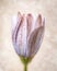 Close-up of a wet purple Dimorphotheca on a natural blurred background. Selective focus with shallow depth of field