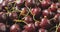 Close-up of a wet red ripe juicy cherries. Drops of water on berries. Cherries background. Tracking slow motion video in