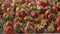 Close-up of a wet red ripe juicy strawberry on a tray of steel with holes. Berries background. Tracking slow motion