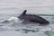 Close-up of a whale