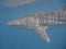 Close-Up of a whale shark, Maldives