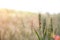 Close-up of wheat ears in the field about to ripen