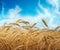 Close up of wheat ears, field of wheat in a summer day. Golden wheat field and blue sky