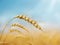 Close up of wheat ears, field of wheat in a summer day. Golden wheat field and blue sky