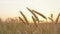 Close-up of wheat ears on ripe field, sunset background, focus on foreground