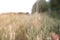 Close-up of wheat ears ripening in summer