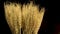 Close Up Of Wheat Ears Rotating On Dark Background