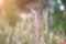 Close-up of wheat ears, a traditional crop that is about to mature