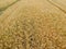 Close up on wheat field with truck traces, aerial view