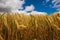 Close up on a wheat grain field. Agriculture industry. Bread and pastry product production. Food supply chain business. Rich gold