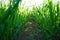 Close-up of wheat grass growing from the roots in the soil under the blue sky, close-up Extra low angle