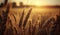 Close up of wheat ripening ears at gold wheat field in the morning with shining of sunlight, beautiful scene, harvesting rice food