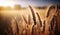 Close up of wheat ripening ears at gold wheat field in the morning with shining of sunlight, beautiful scene, harvesting rice food