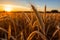 A close-up of a wheat spike in a field at sunset