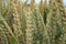 Close up of wheat stalks and chaff