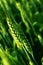 Close up of wheat stem