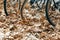 A close-up of a wheel of bicycles in a yellow or golden autumn foliage.