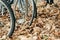 A close-up of a wheel of bicycles in a yellow or golden autumn foliage.