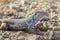 Close up whiptail lizard on stones