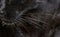 Close-up on the whiskers of a black leopard, big cat