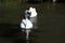 A close up of a Whistling Swan