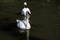 A close up of a Whistling Swan