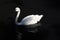 A close up of a Whistling Swan