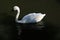 A close up of a Whistling Swan