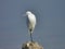 Close up of a white aigrette resting on a rock in the wild