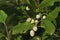 Close up white alder cones in autumn in forest