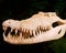 Close-up of white alligator skull with sharp teeth